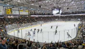 Sarnia Sting home to Sudbury, Jan 18, 2025. Photo by Metcalfe Photography. 